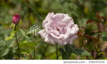 rose rose 140035439