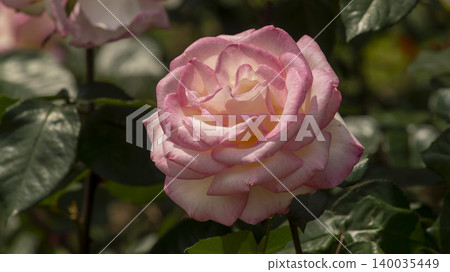 rose rose 140035449
