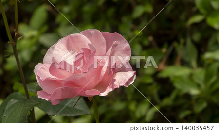 rose rose 140035457