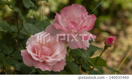 rose rose 140035460