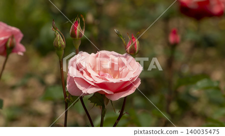 rose rose 140035475