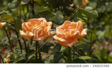 rose 140035480