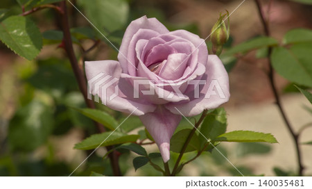 rose rose 140035481