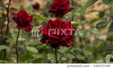 rose rose 140035490