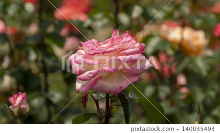 rose rose 140035493
