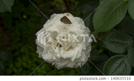 rose rose 140035510