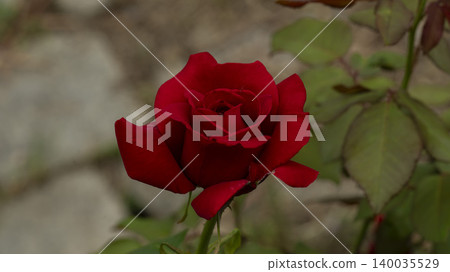 rose rose 140035529