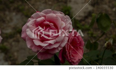 rose rose 140035530
