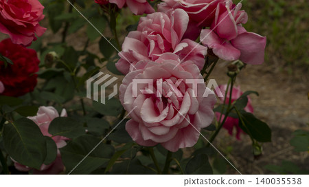 rose rose 140035538