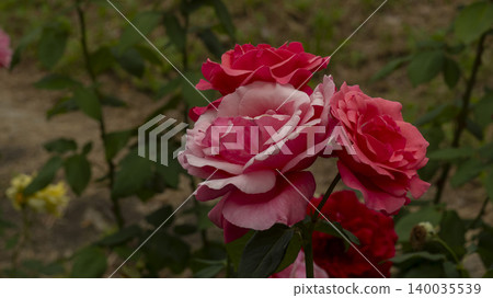rose 140035539