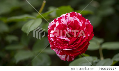 rose rose 140035557