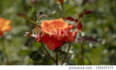 rose rose 140035575