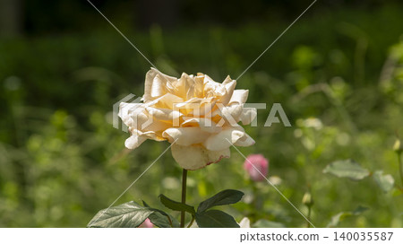 rose rose 140035587