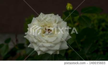 rose rose 140035603