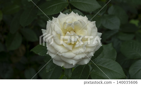 rose rose 140035606