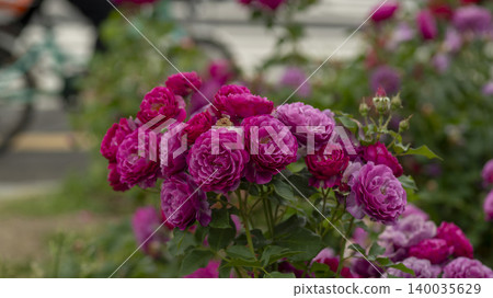 rose rose 140035629