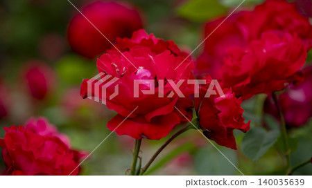 rose rose 140035639