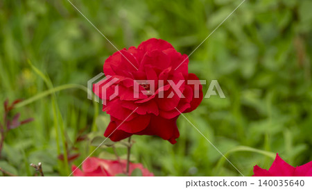 rose rose 140035640
