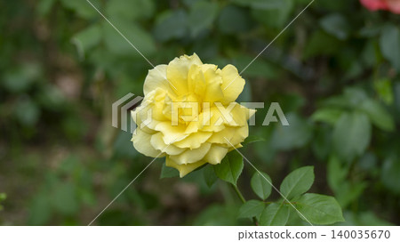 rose 140035670