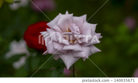 rose rose 140035671