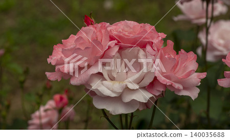 rose rose 140035688