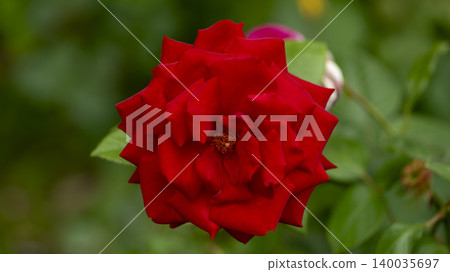 rose 140035697