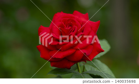 rose rose 140035698