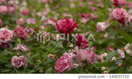 rose 140035720