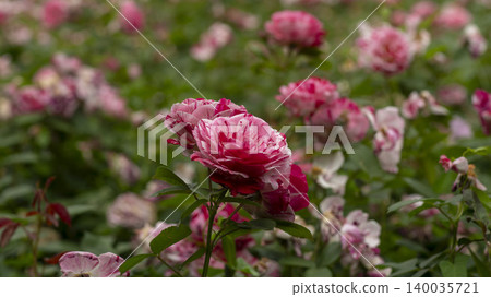 rose rose 140035721