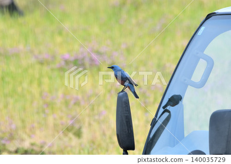 A Blue Rock Thrush perched on a truck's mirror. A Blue Rock Thrush perched on a truck's mirror. 140035729