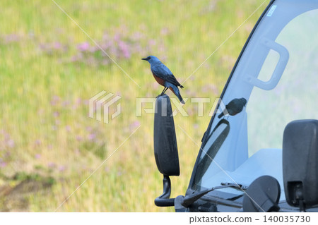 A Blue Rock Thrush perched on a truck's mirror. 140035730