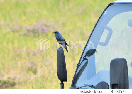 A Blue Rock Thrush perched on a truck's mirror. A Blue Rock Thrush perched on a truck's mirror. 140035731