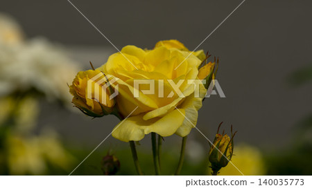 rose 140035773