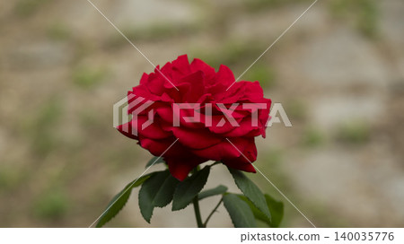 rose rose 140035776