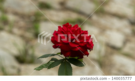 rose 140035777
