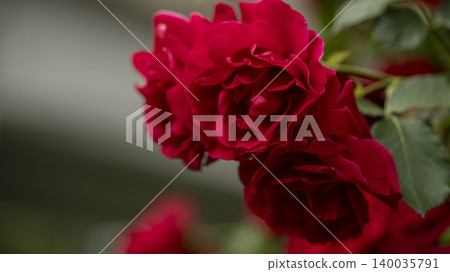 rose rose 140035791
