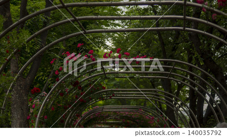 rose rose 140035792