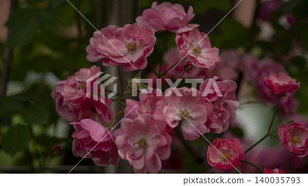 rose 140035793