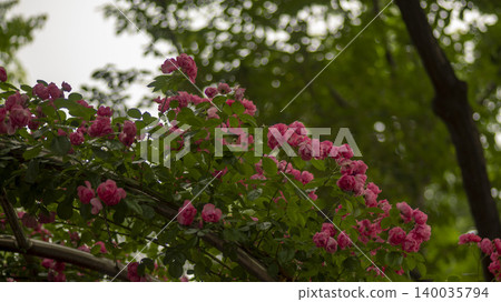 rose rose 140035794
