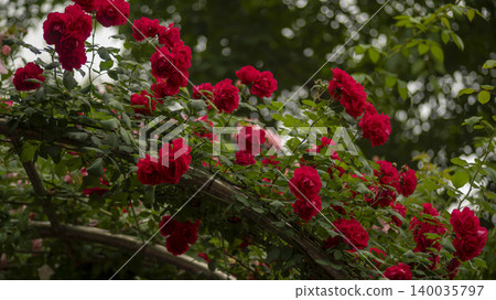 rose 140035797