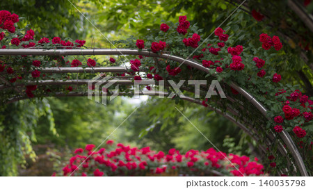 rose 140035798