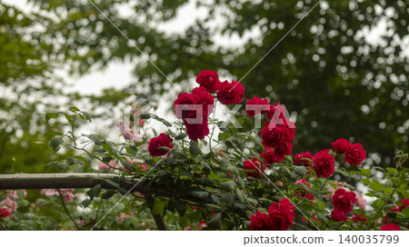 rose rose 140035799