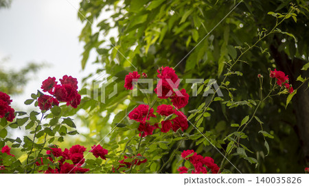 rose rose 140035826