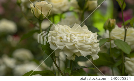 rose rose 140035834