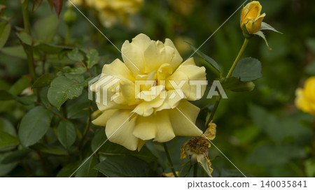 rose 140035841
