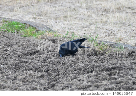 Crows searching for food in a rice paddy Crows searching for food in a rice paddy 140035847