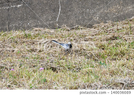 White Wagtail, White Wagtail White Wagtail, White Wagtail 140036089
