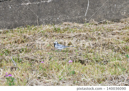 White Wagtail, White Wagtail White Wagtail, White Wagtail 140036090