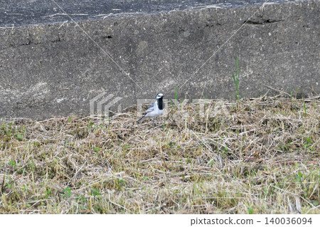White Wagtail, White Wagtail 140036094
