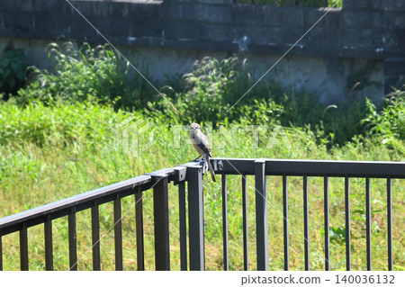 Shrike 140036132